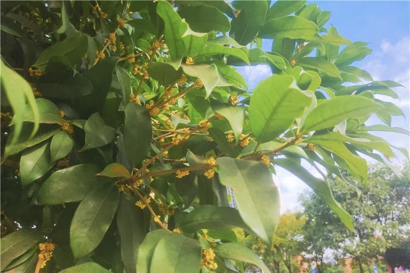 0979887C8E2C689308FCE36E377A1506.jpg 0979887C8E2C689308FCE36E377A1506.jpg