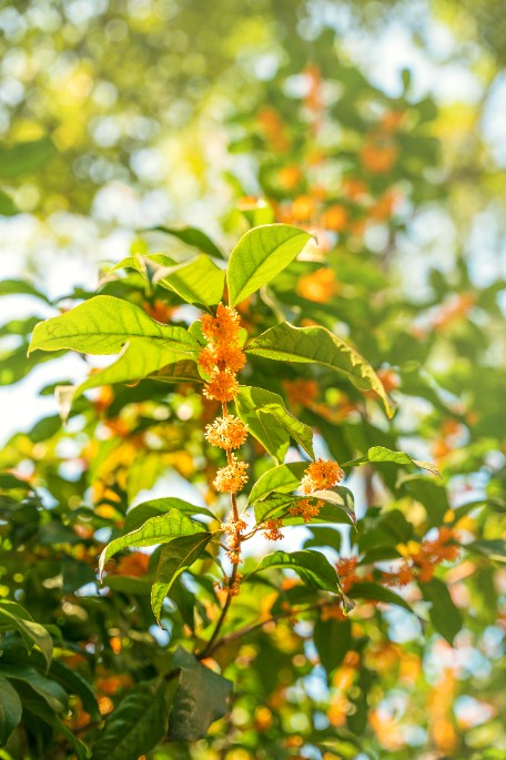 DSC06993.jpg DSC06993.jpg