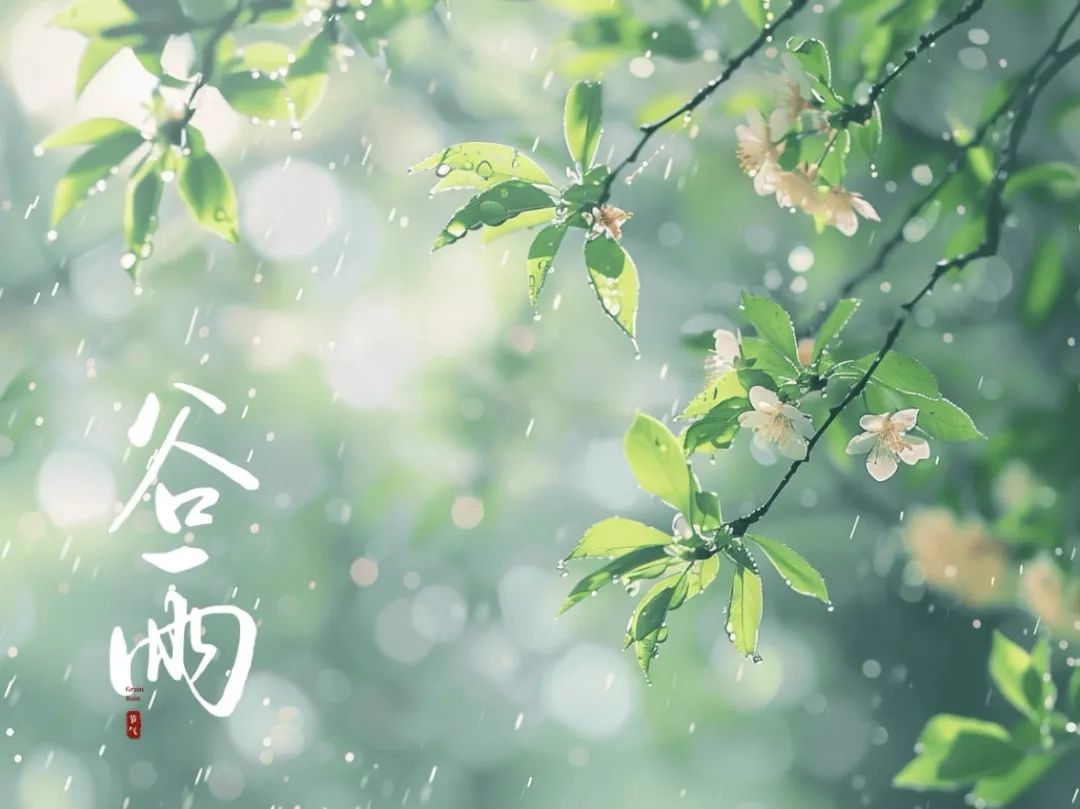 谷雨潤萬物，酥香寄深情